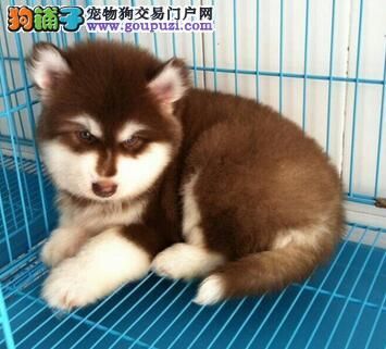 我家阿拉斯加犬消化系统不好该怎么调理 第1张