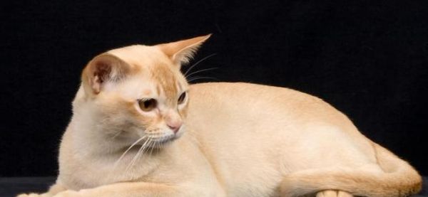 探秘猫咪世界（从品种到习性）