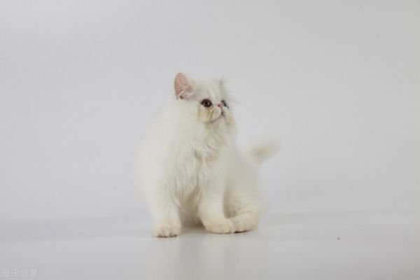 猫摇尾巴表达不同的情绪，不同的动作意思不同，猫摇尾巴什么意思