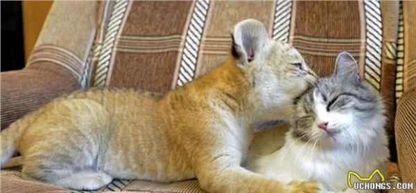 宠物猫、非宠物家猫、流浪猫、野猫是仅仅在生活习性上有明显区别，还是在DNA上也有明显区别？