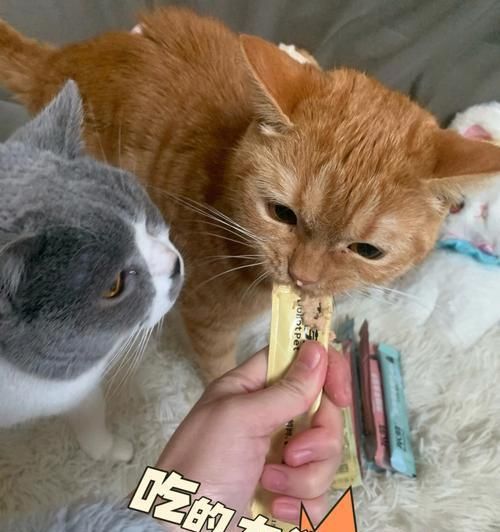 猫咪的蛋白质需求与高蛋白食品推荐（探究猫咪对蛋白质的需求量以及如何为它们提供更多蛋白质）