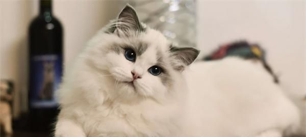 猫咪的蛋白质需求与高蛋白食品推荐（探究猫咪对蛋白质的需求量以及如何为它们提供更多蛋白质）