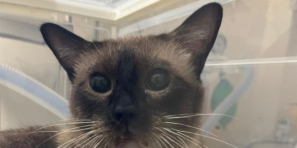 解决宠物猫间歇性血尿问题（以猫为主的血尿问题应该如何处理）