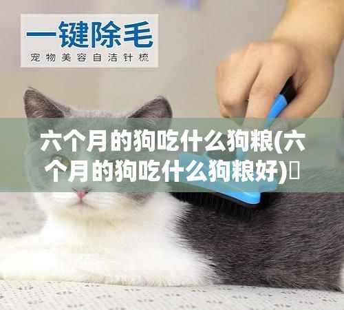 六个月的狗吃什么狗粮(六个月的狗吃什么狗粮好)✅ 