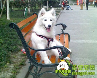 带狗狗外出必备的五种单品
