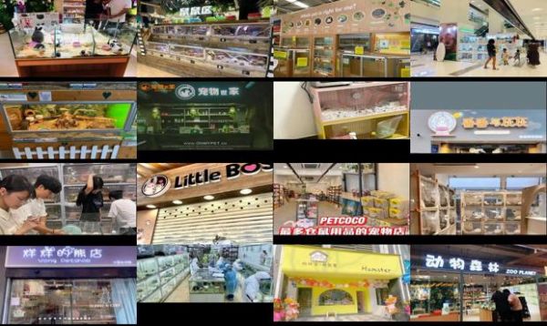 附近哪有仓鼠宠物店