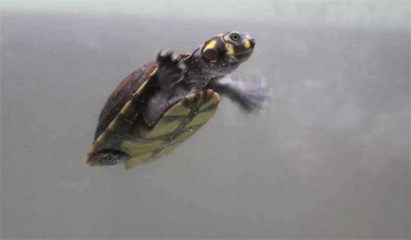 乌龟池的水质管理