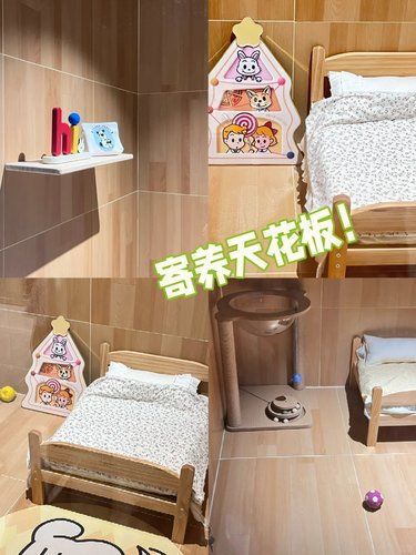 Wow！寄养天花板‼️