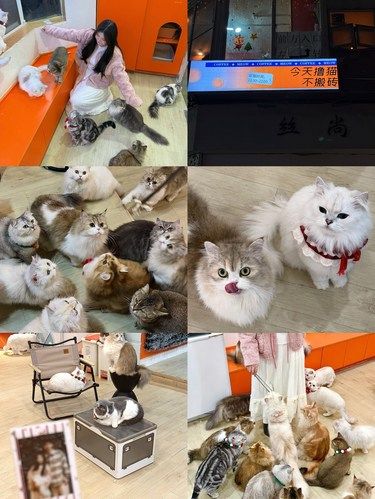 在广州！发现一家超治愈的猫咖⑅⋆₊˚⊹