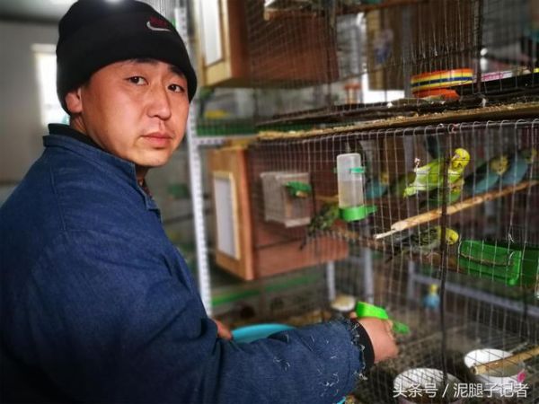 鸟爸鸟妈如何繁育小鸟？农村专业养鸟人暗中观察1年发现：超有爱