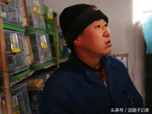 鸟爸鸟妈如何繁育小鸟？农村专业养鸟人暗中观察1年发现：超有爱