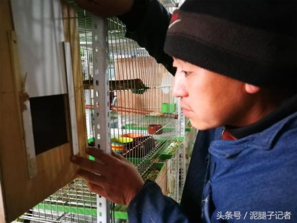 鸟爸鸟妈如何繁育小鸟？农村专业养鸟人暗中观察1年发现：超有爱