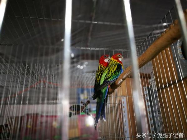 鸟爸鸟妈如何繁育小鸟？农村专业养鸟人暗中观察1年发现：超有爱