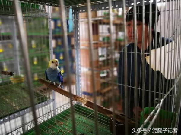 鸟爸鸟妈如何繁育小鸟？农村专业养鸟人暗中观察1年发现：超有爱