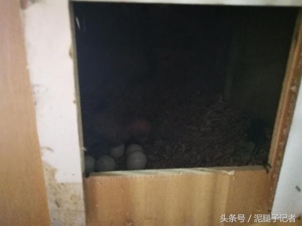 鸟爸鸟妈如何繁育小鸟？农村专业养鸟人暗中观察1年发现：超有爱