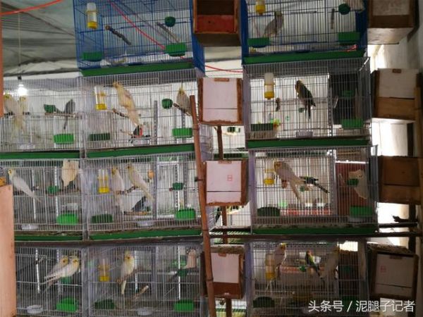 鸟爸鸟妈如何繁育小鸟？农村专业养鸟人暗中观察1年发现：超有爱