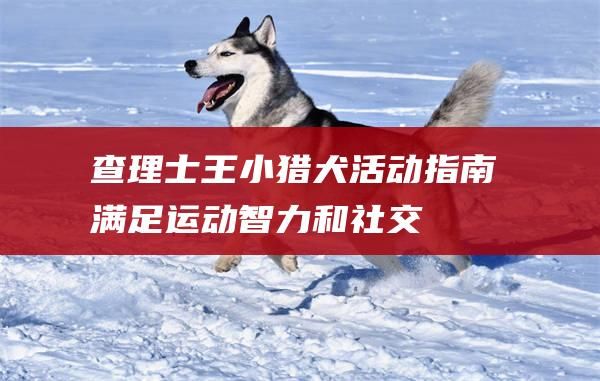 查理士王小猎犬活动指南满足运动智力和社交