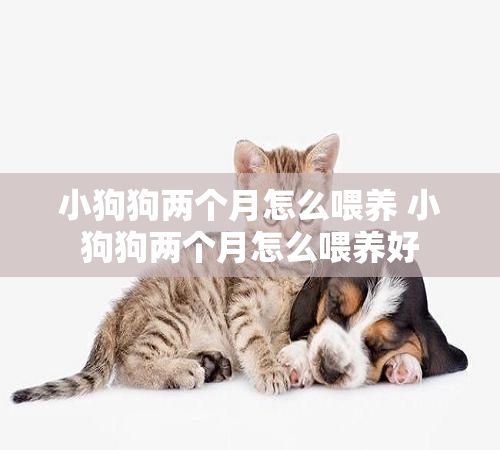 小狗狗两个月怎么喂养 小狗狗两个月怎么喂养好
