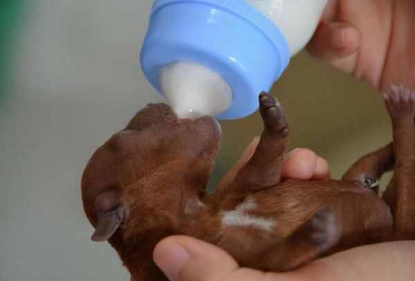 狗为什么不能喝牛奶?哺乳期幼犬食物选择