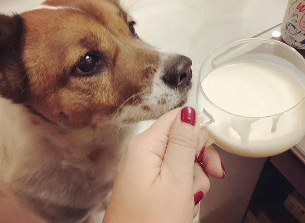 狗为什么不能喝牛奶?哺乳期幼犬食物选择