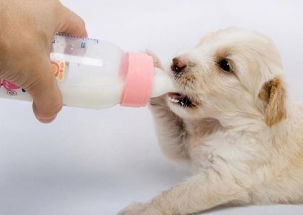 狗为什么不能喝牛奶?哺乳期幼犬食物选择
