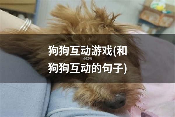 狗狗互动游戏(和狗狗互动的句子)