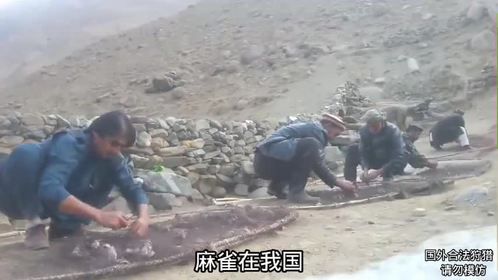 阿富汗农村麻雀泛滥成灾，用原始的狩猎方式，捕捉上千只麻雀