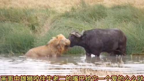 雄狮把水牛淹死在水里了！这你敢信？