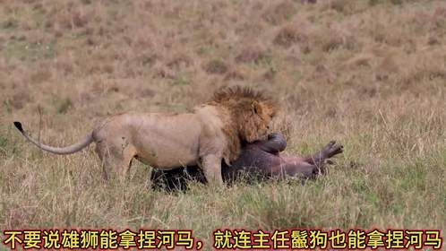 雄狮把河马放倒在地咬胳肢窝了！