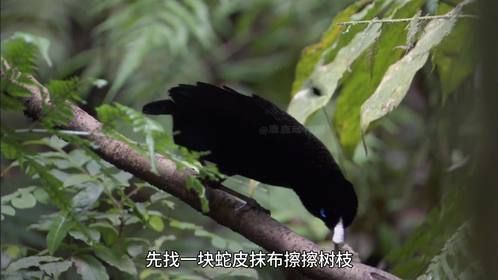 长得好像表情包，会跳舞会蹦迪的鸟你肯定没见过！