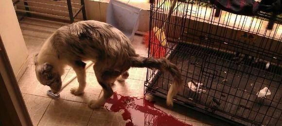 如何应对狗狗风湿？（预防和治疗狗狗风湿的方法）