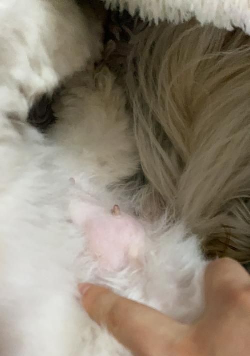 如何应对狗狗风湿？（预防和治疗狗狗风湿的方法）