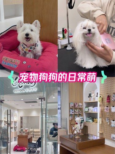 在武汉，请严查这家宠物店！！ 