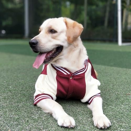 宠物狗服装和鞋子_宠物狗服装和鞋子搭配