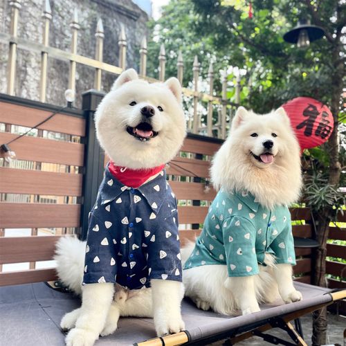 宠物狗服装和鞋子_宠物狗服装和鞋子搭配