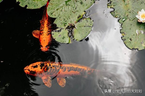 锦鲤食物成分深度解析,心里有个谱,锦鲤长得又快又健康