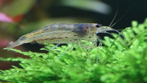 天野虾完全指南：水族缸中的和平清道夫！ 水族类