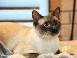 重庆蓝猫哪里有卖 宠物基地 可签订协议