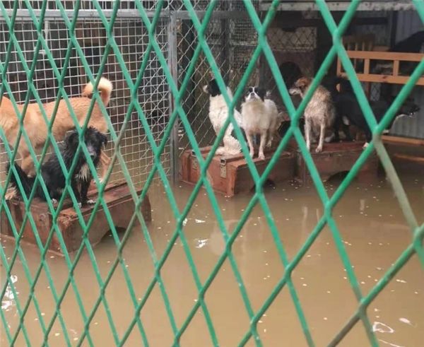 京东宠物60万元捐助物资抵达河南 宠物主粮、医疗用品帮流浪动物脱离困境