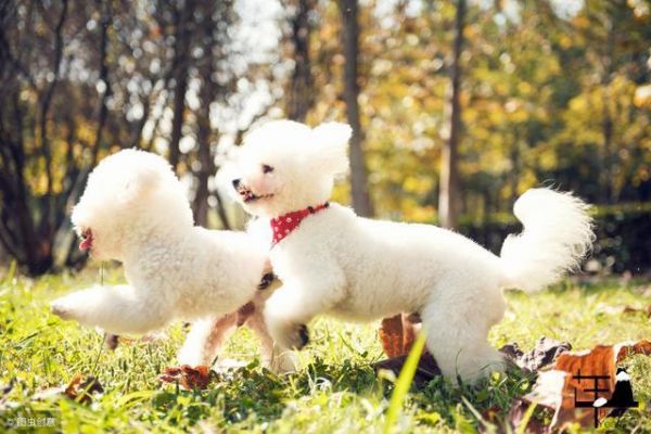 养狗小知识：过年期间，这5种人类食品，也能给比熊犬吃