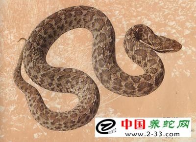 蛇类防病常识