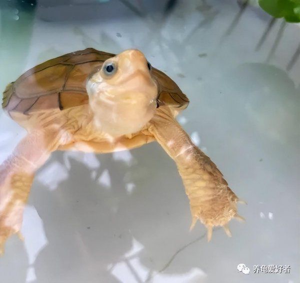 乌龟种类有哪些