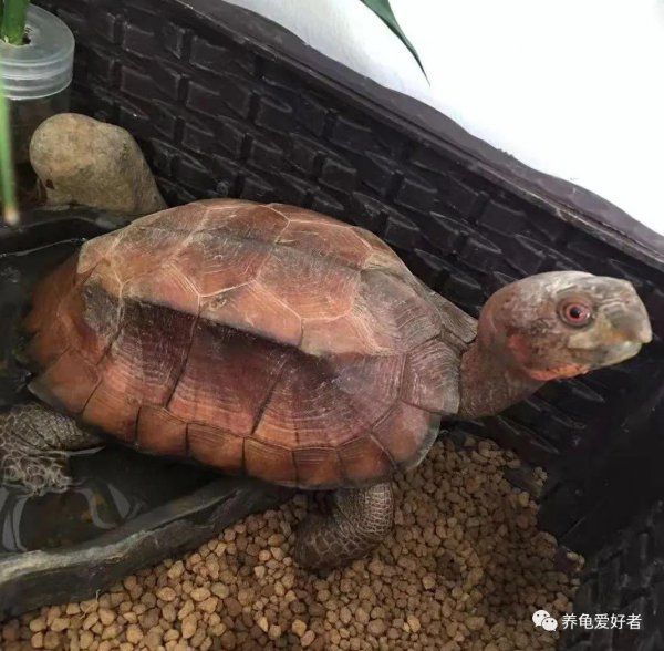 乌龟种类有哪些