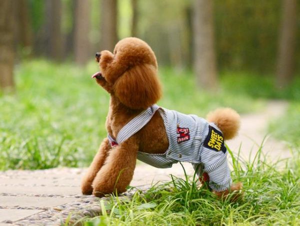泰迪犬