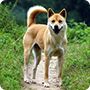 中华田园犬