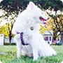 银狐犬