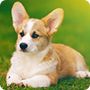 柯基犬