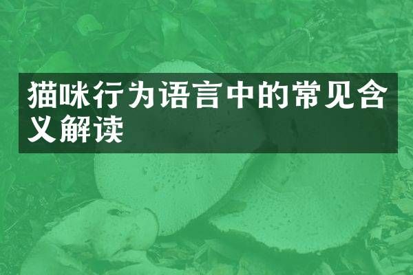 猫咪行为语言中的常见含义解读