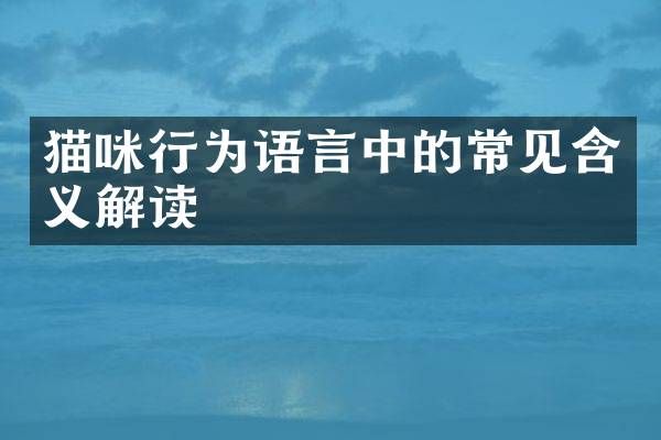 猫咪行为语言中的常见含义解读