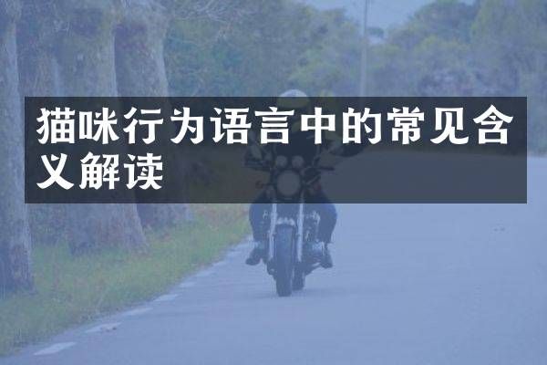 猫咪行为语言中的常见含义解读